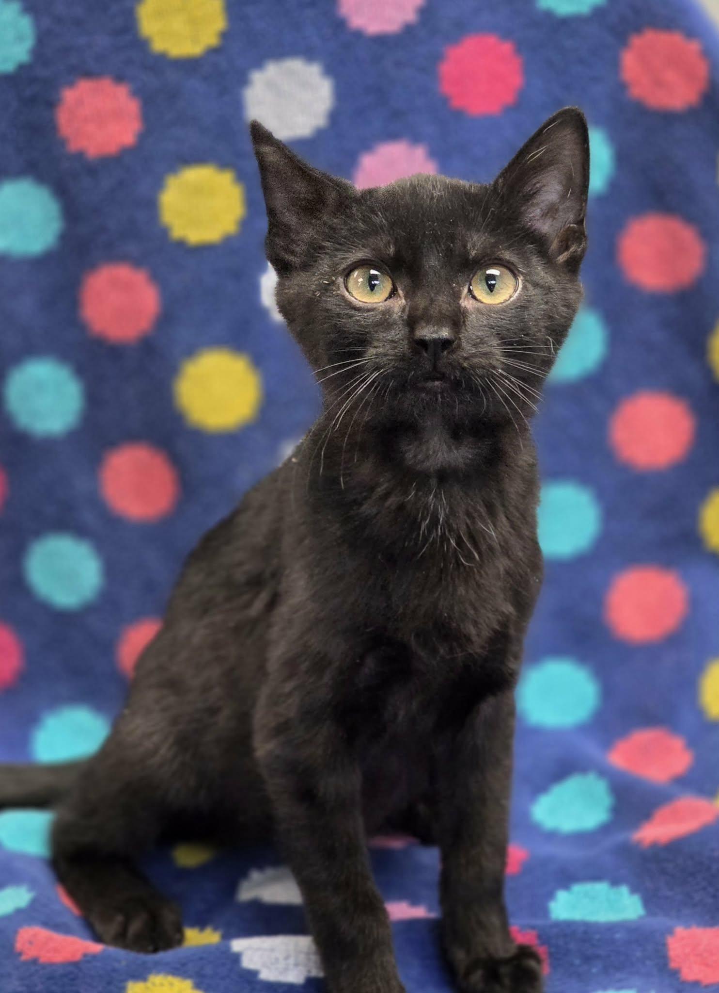 Enlarge Cotopaxi, a ADOPTABLE Domestic Short Hair in Merrillville, IN image 1/4