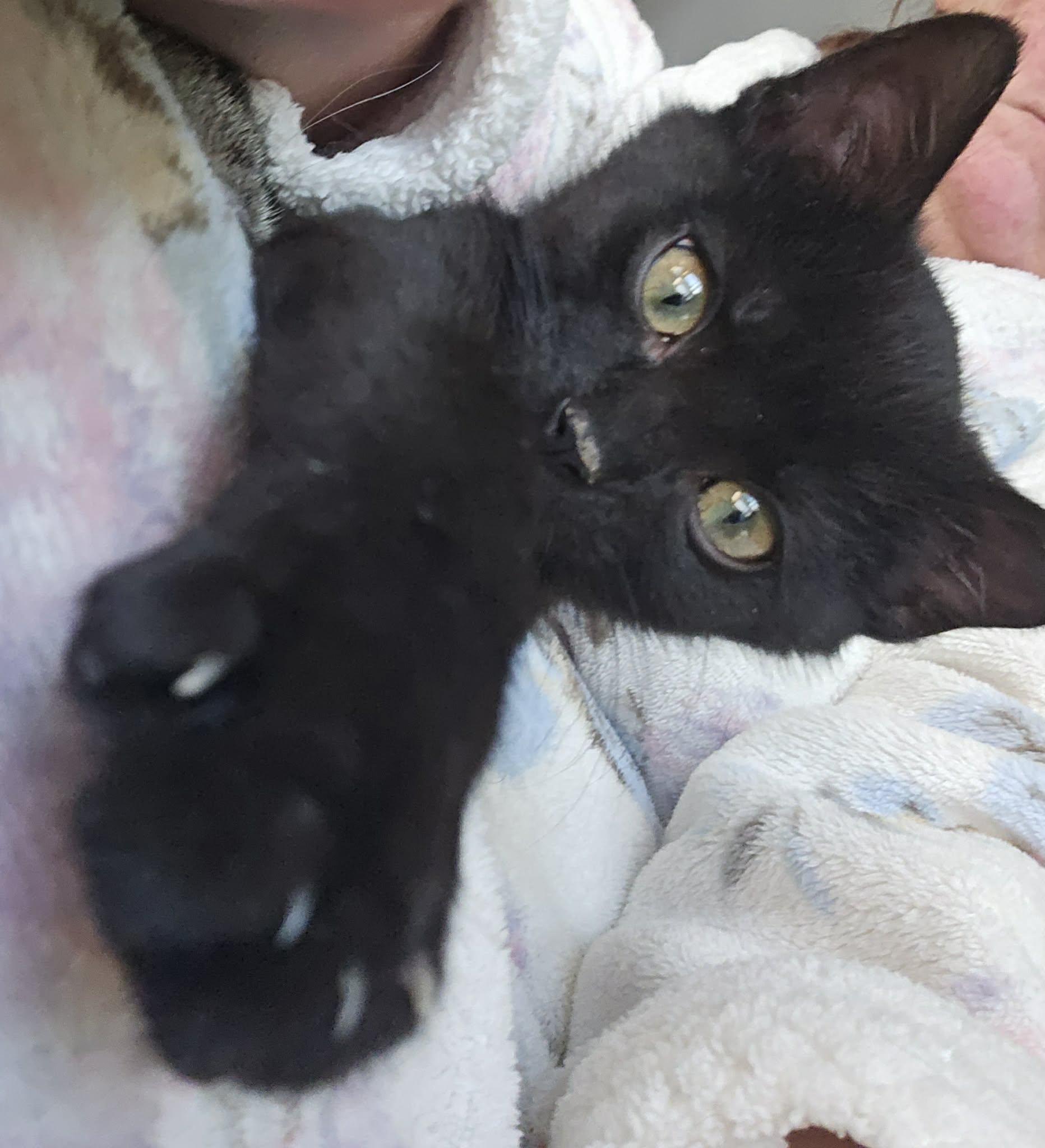 Enlarge Cotopaxi, a ADOPTABLE Domestic Short Hair in Merrillville, IN image 3/3