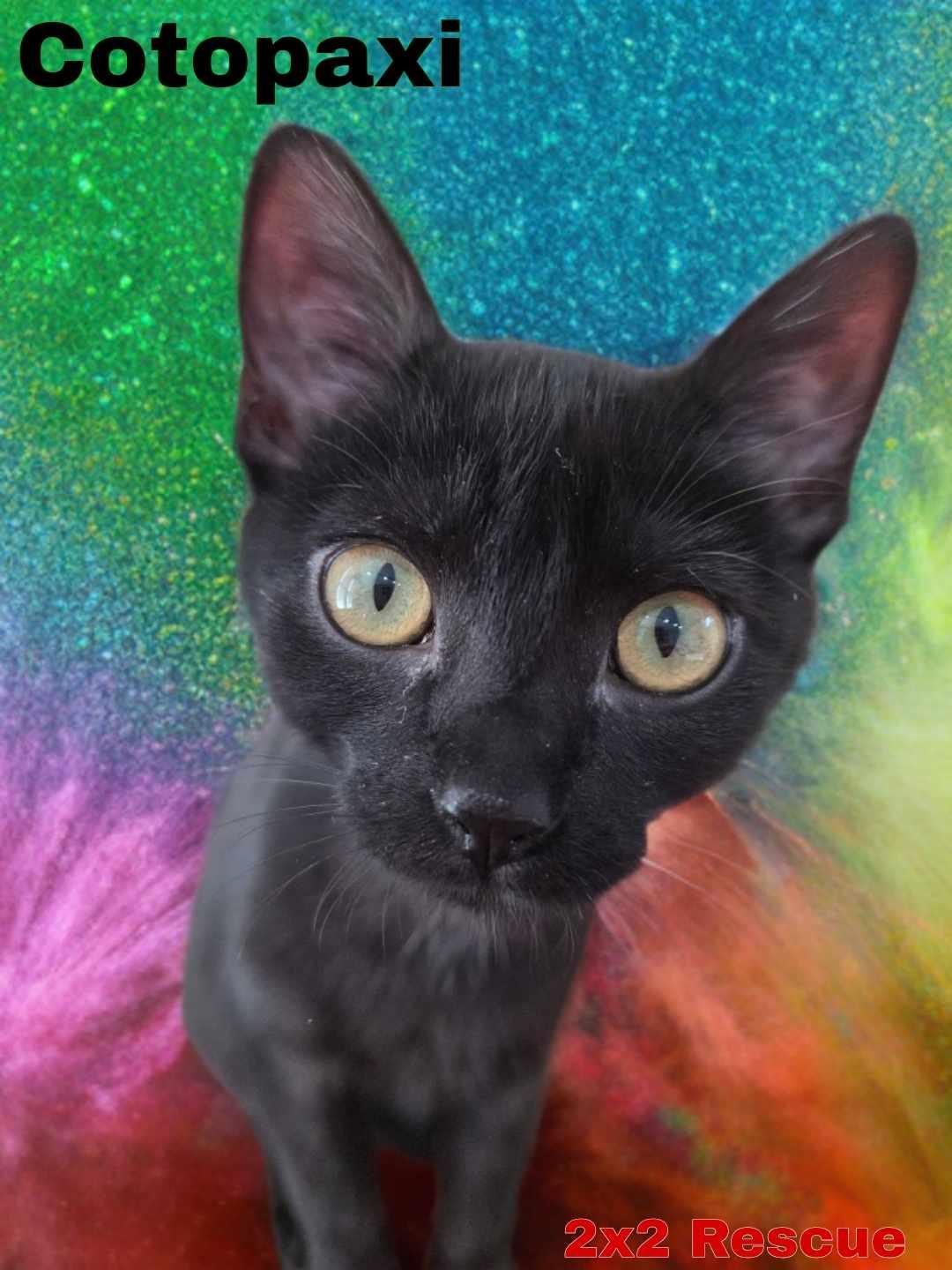 Enlarge Cotopaxi, a ADOPTABLE Domestic Short Hair in Merrillville, IN image 1/5