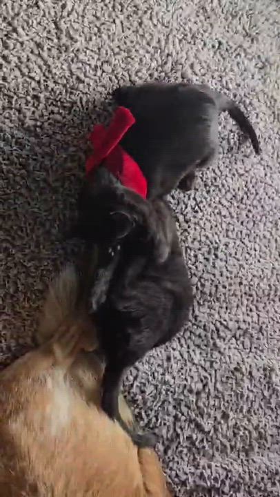 Enlarge Cotopaxi, a ADOPTABLE Domestic Short Hair in Merrillville, IN video 2/3