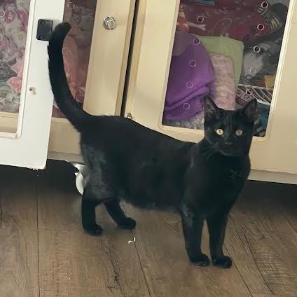 Yoli, Adoptable, Young Female Domestic Short Hair.