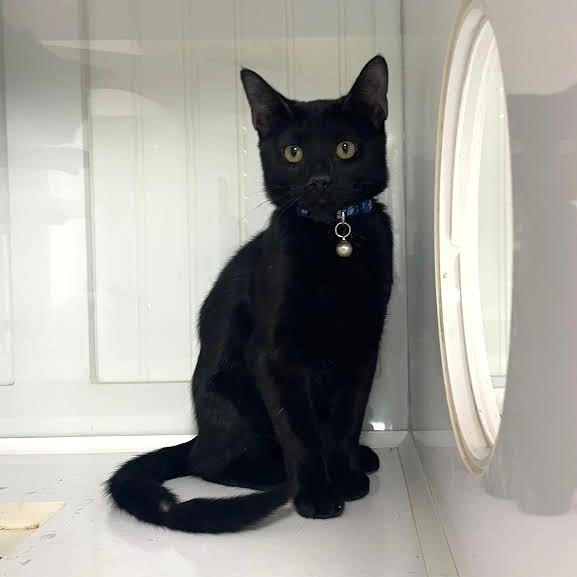 Yoli, Adoptable, Young Female Domestic Short Hair.