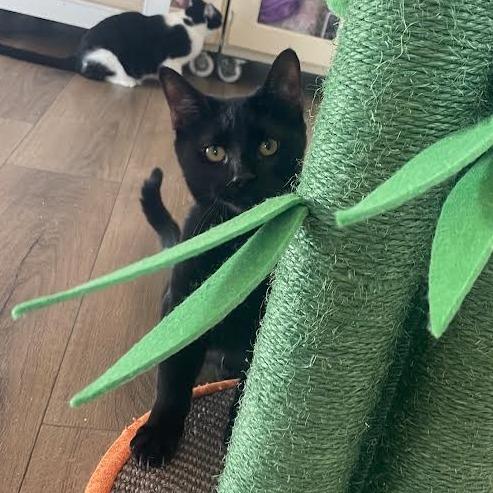 Enlarge Yoli, a Adoptable Domestic Short Hair in Prescott, AZ image 3/5