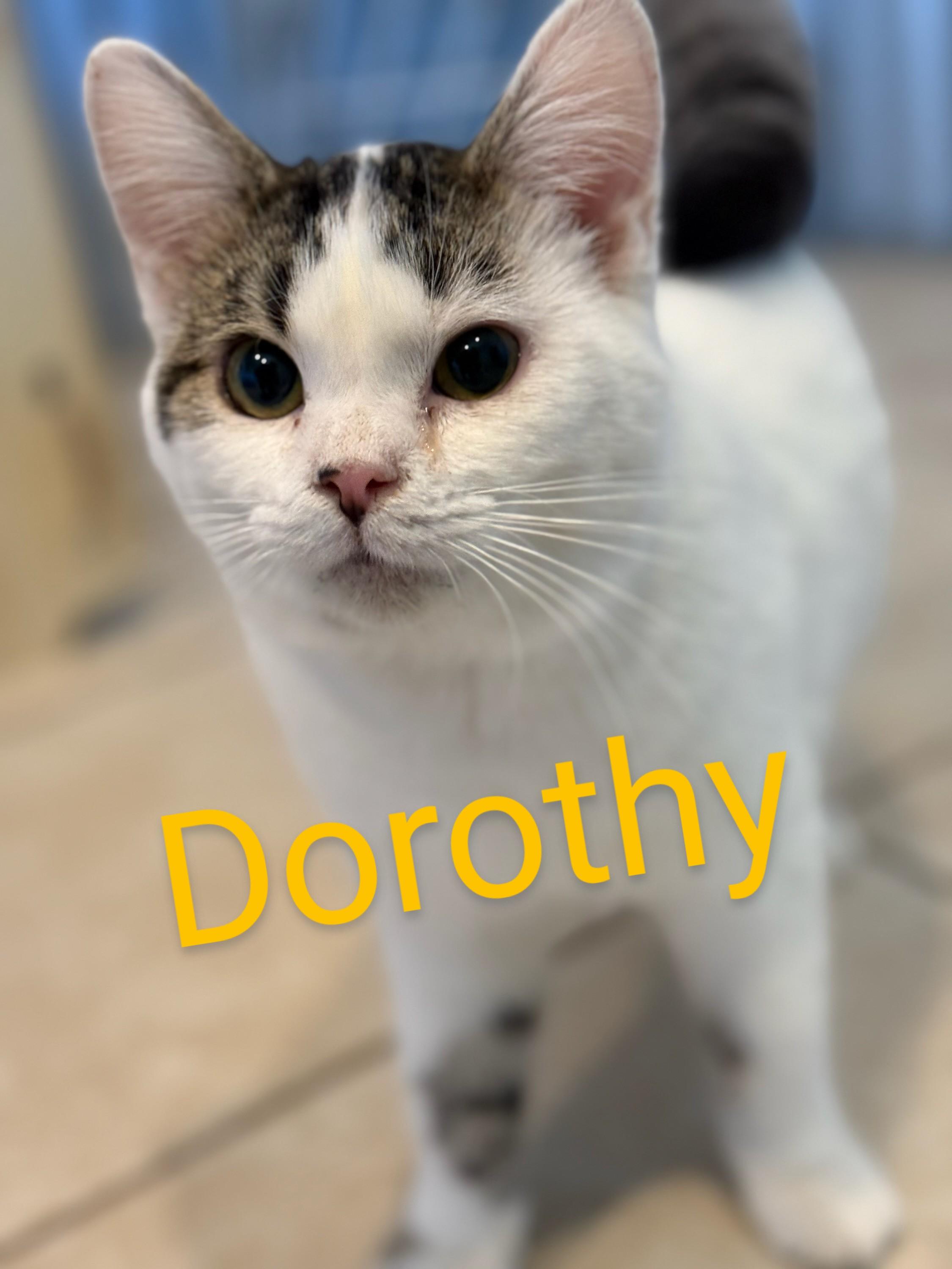 Dorothy, Adopted, Young Female Domestic Short Hair.