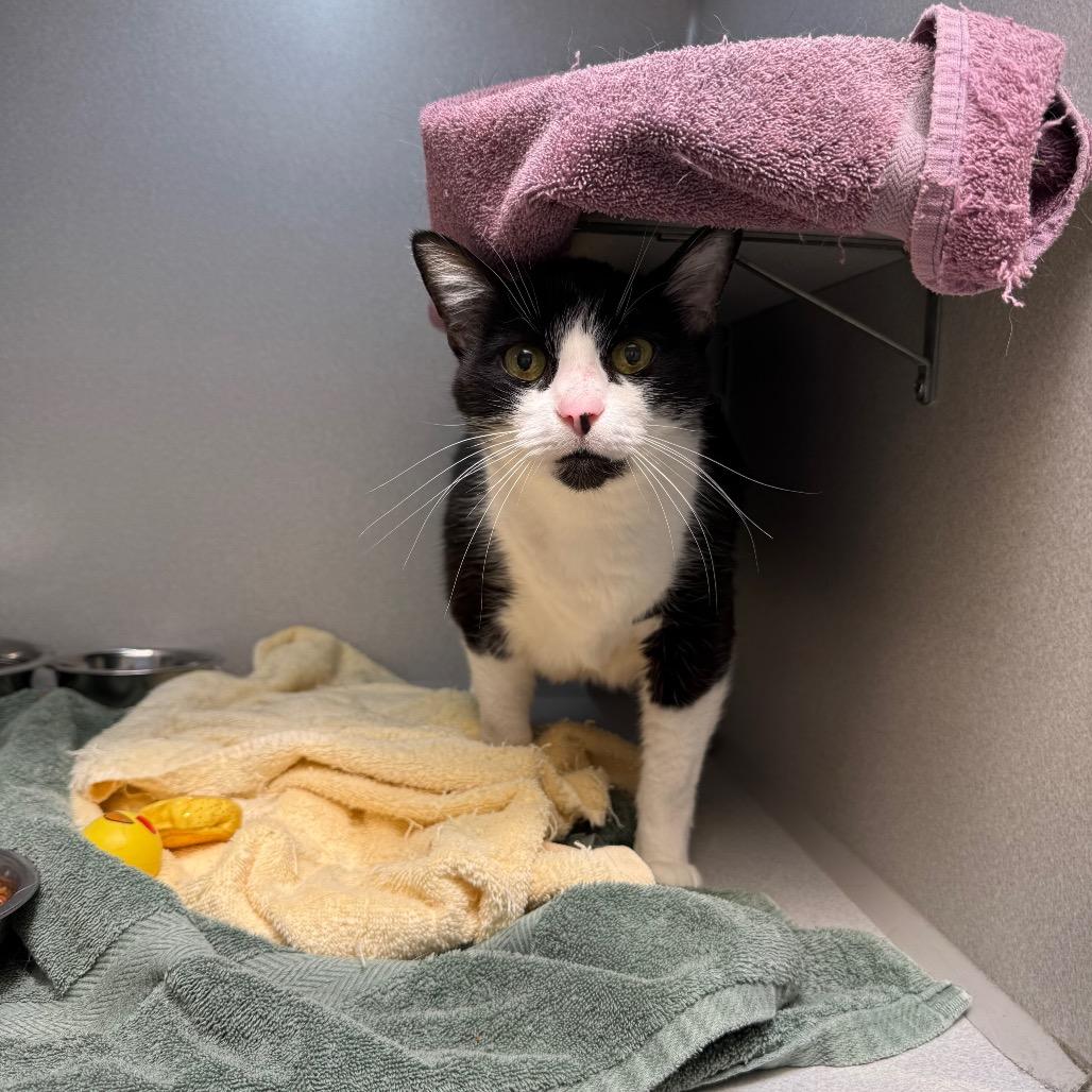 Jimothy, Adoptable, Senior Male Domestic Short Hair.