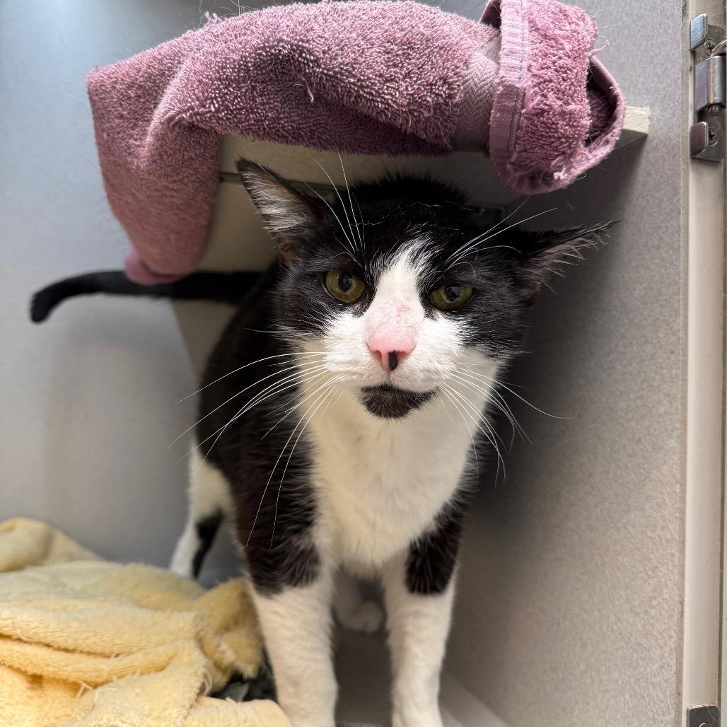 Enlarge Jimothy, a Adoptable Domestic Short Hair in Pittsburgh, PA image 2/6