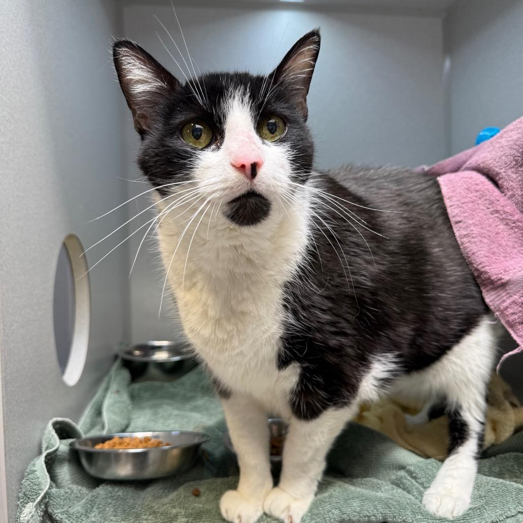 Enlarge Jimothy, a Adoptable Domestic Short Hair in Pittsburgh, PA image 3/6