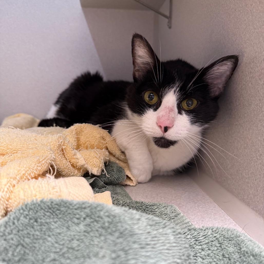 Enlarge Jimothy, a Adoptable Domestic Short Hair in Pittsburgh, PA image 4/6