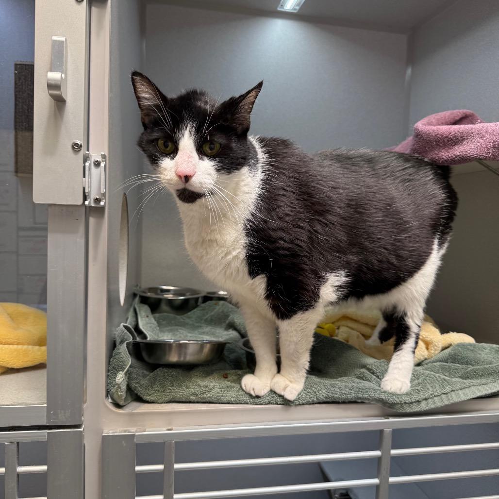 Enlarge Jimothy, a Adoptable Domestic Short Hair in Pittsburgh, PA image 5/6