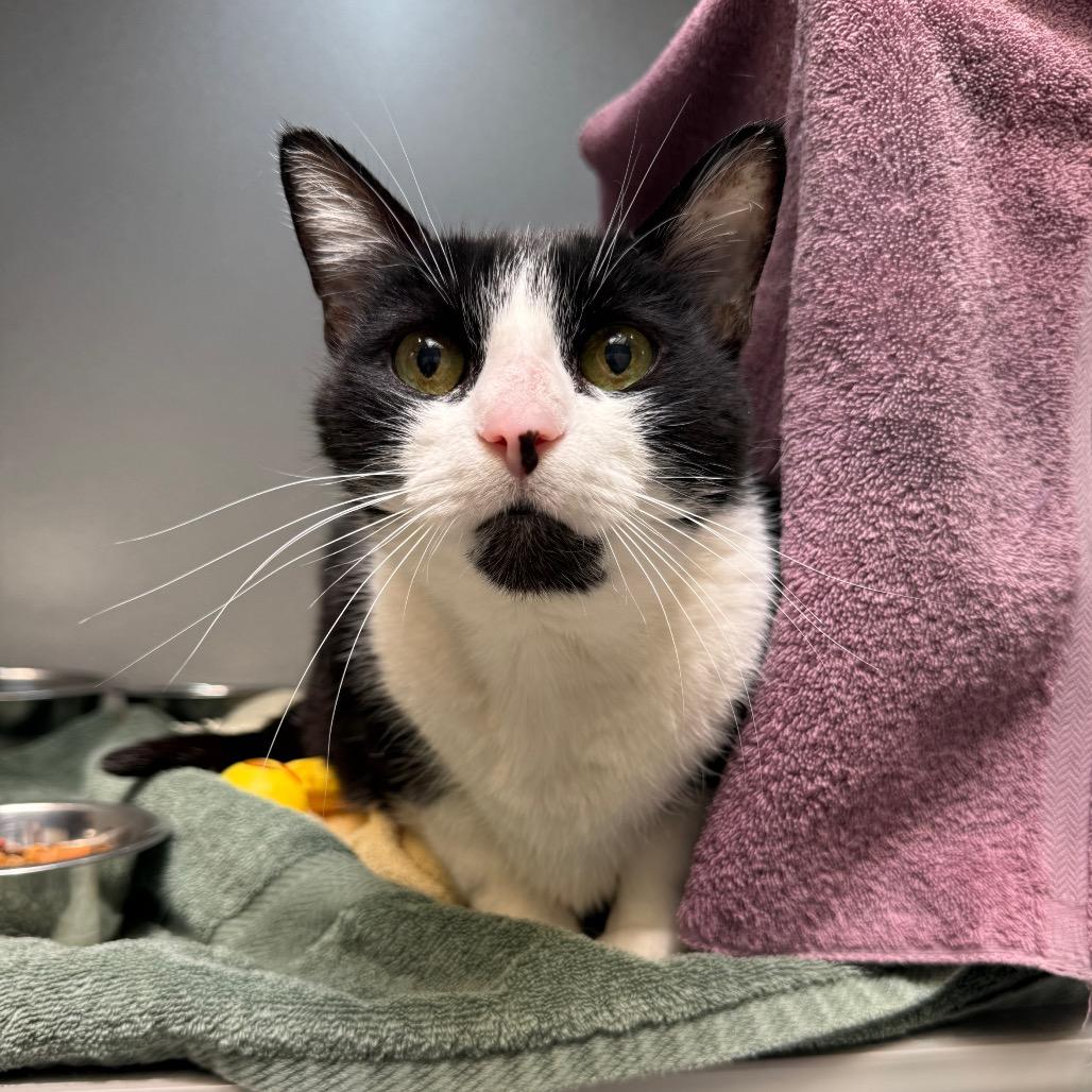 Enlarge Jimothy, a Adoptable Domestic Short Hair in Pittsburgh, PA image 6/6