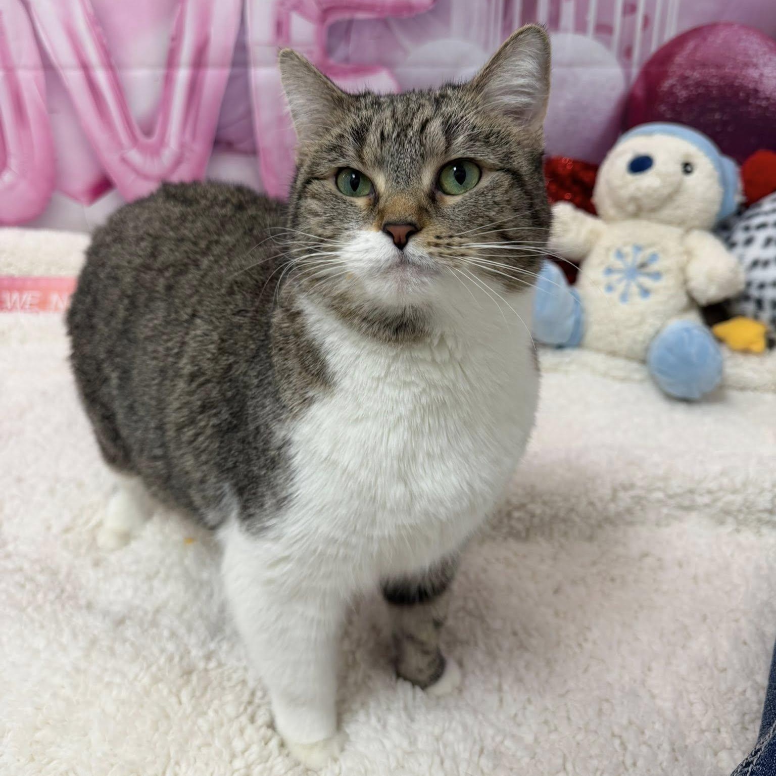 Enlarge Guppy, a ADOPTABLE Domestic Short Hair in Martinsville, IN image 1/2