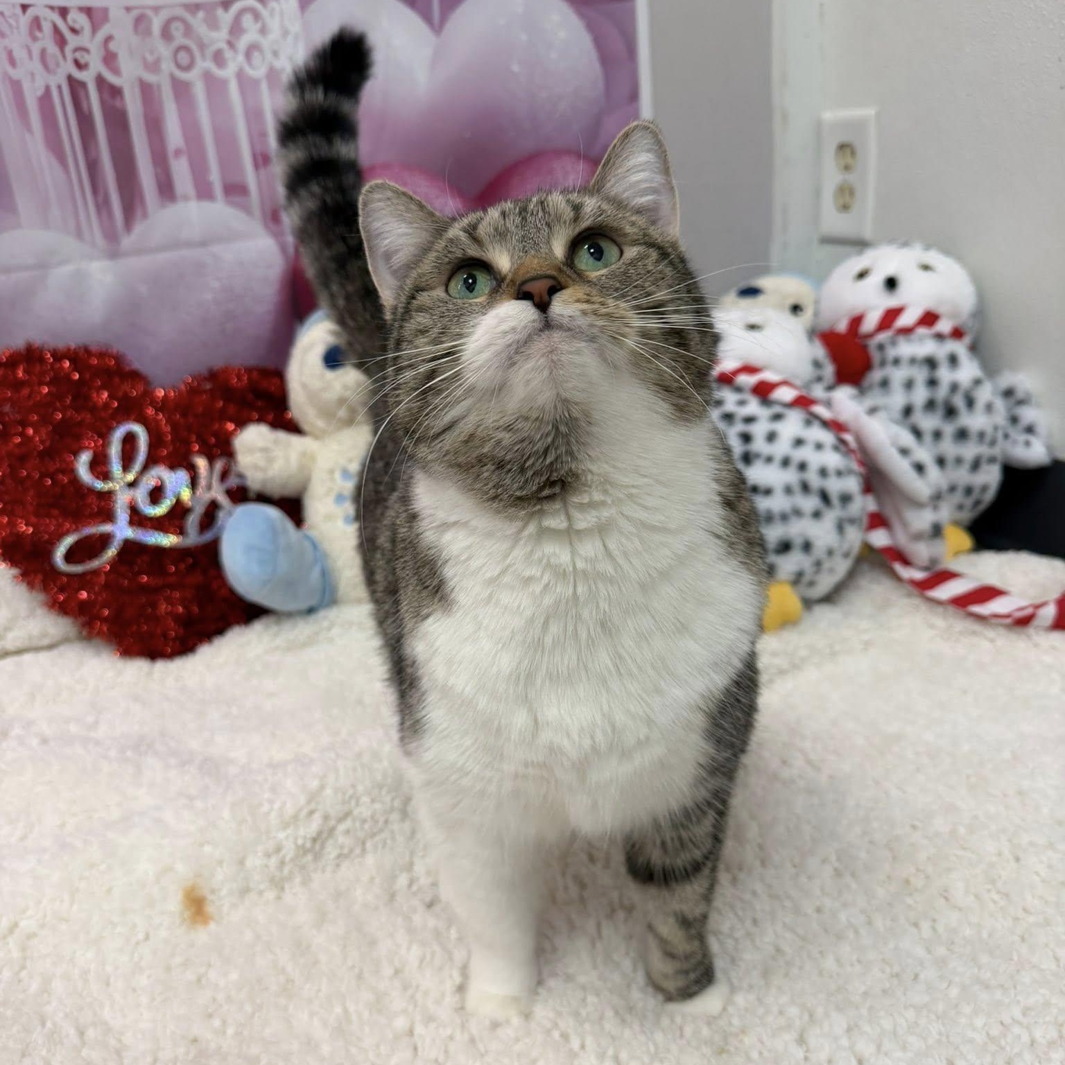 Enlarge Guppy, a ADOPTABLE Domestic Short Hair in Martinsville, IN image 2/2