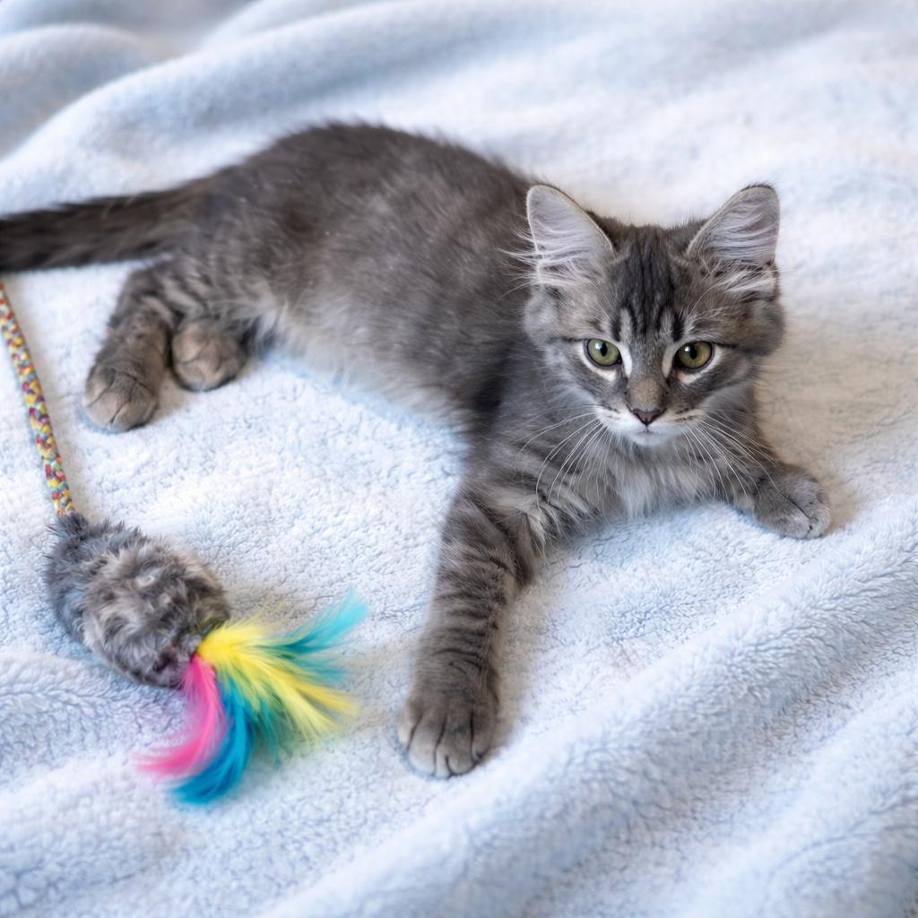 Floki, adopted, Kitten Male Domestic Medium Hair & Tabby.