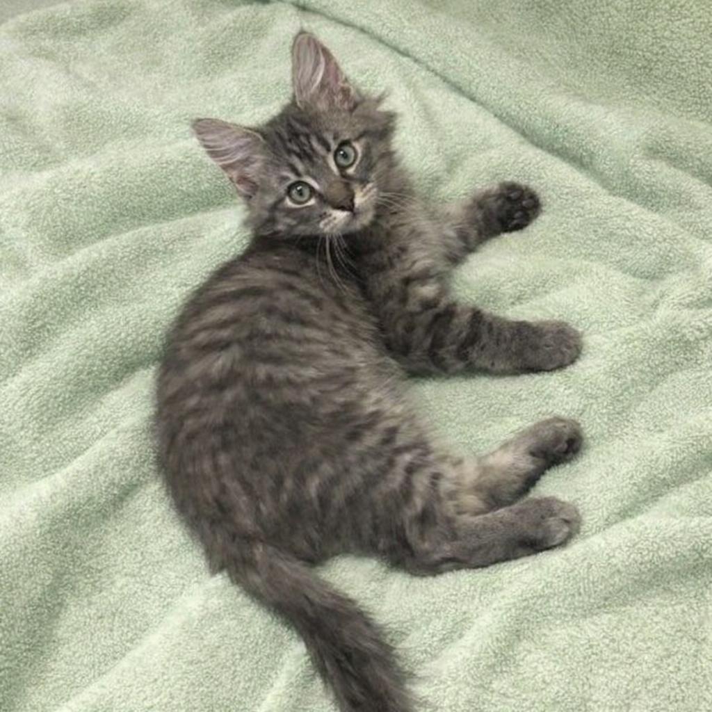 Enlarge Floki, an adopted mixed breed in Long Beach, WA image 3/3