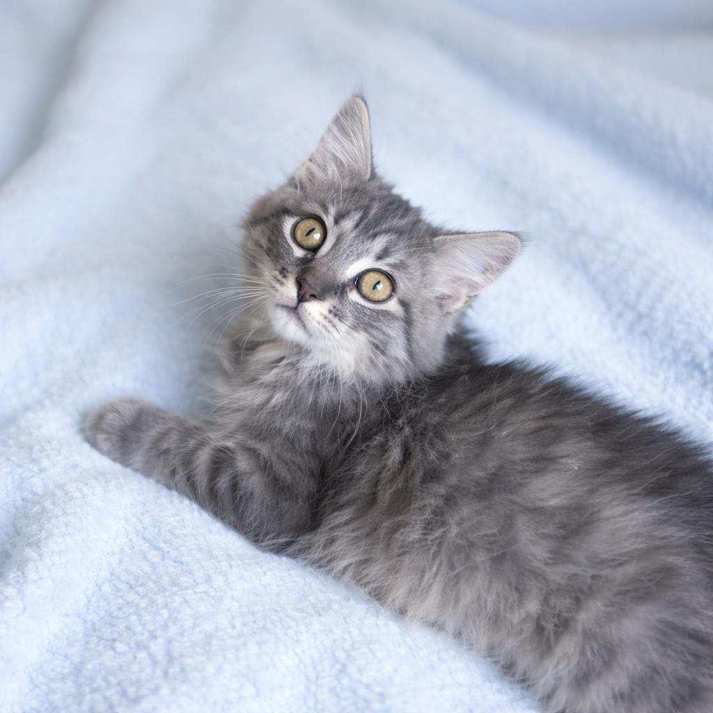 Enlarge Floki, an adopted mixed breed in Long Beach, WA image 2/3