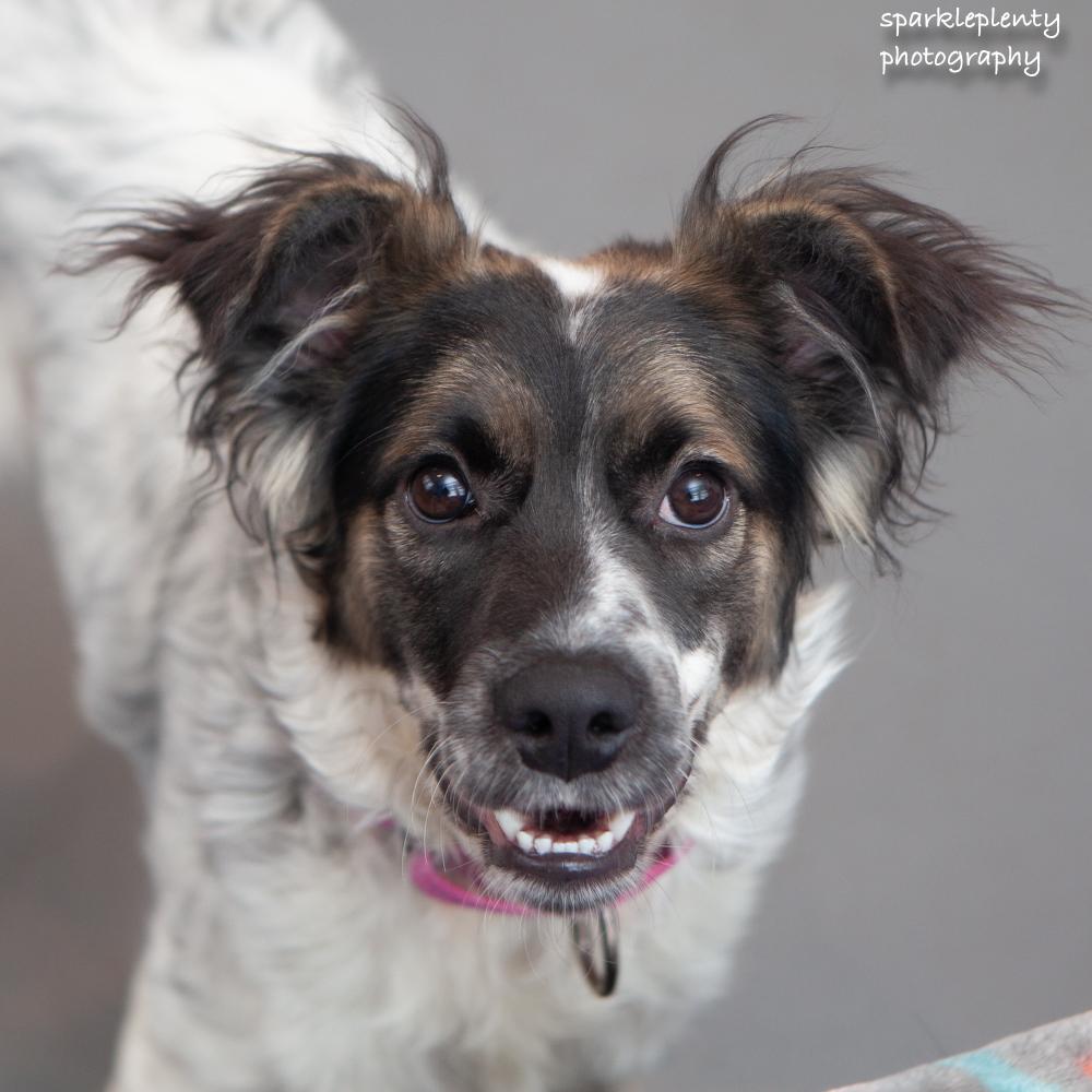 Skye, adoptable, Puppy Female Mixed Breed.