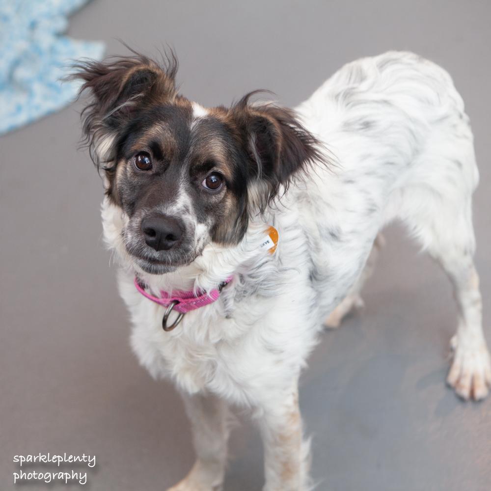 Enlarge Skye, an adoptable Mixed Breed in Ridgefield, CT image 2/2