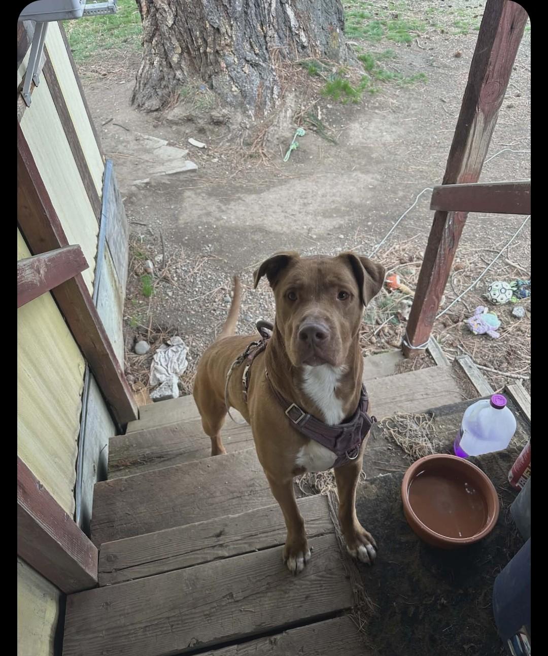 Enlarge Jack, a ADOPTABLE mixed breed in Roslyn, WA image 3/4