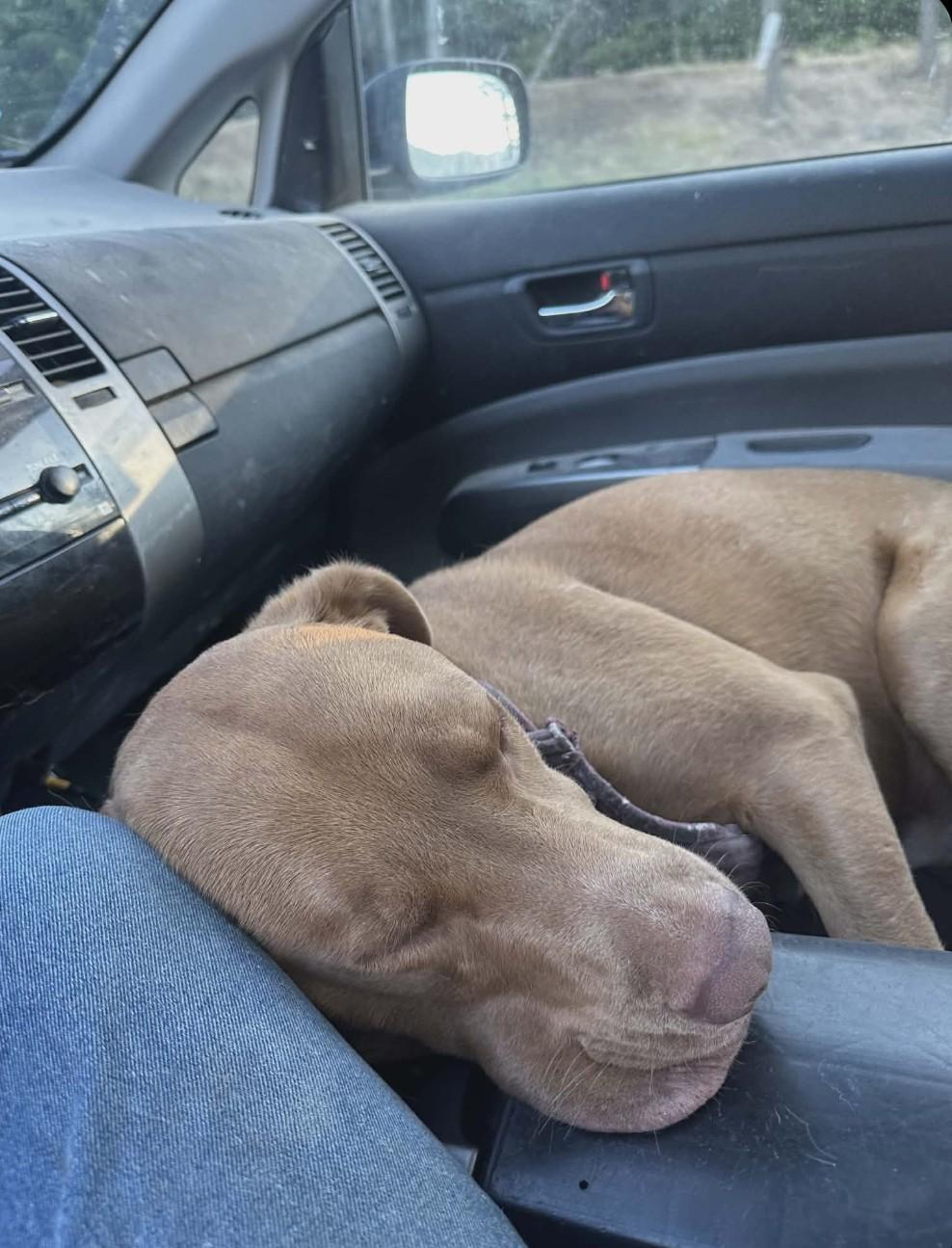 Enlarge Jack, a ADOPTABLE mixed breed in Roslyn, WA image 4/4