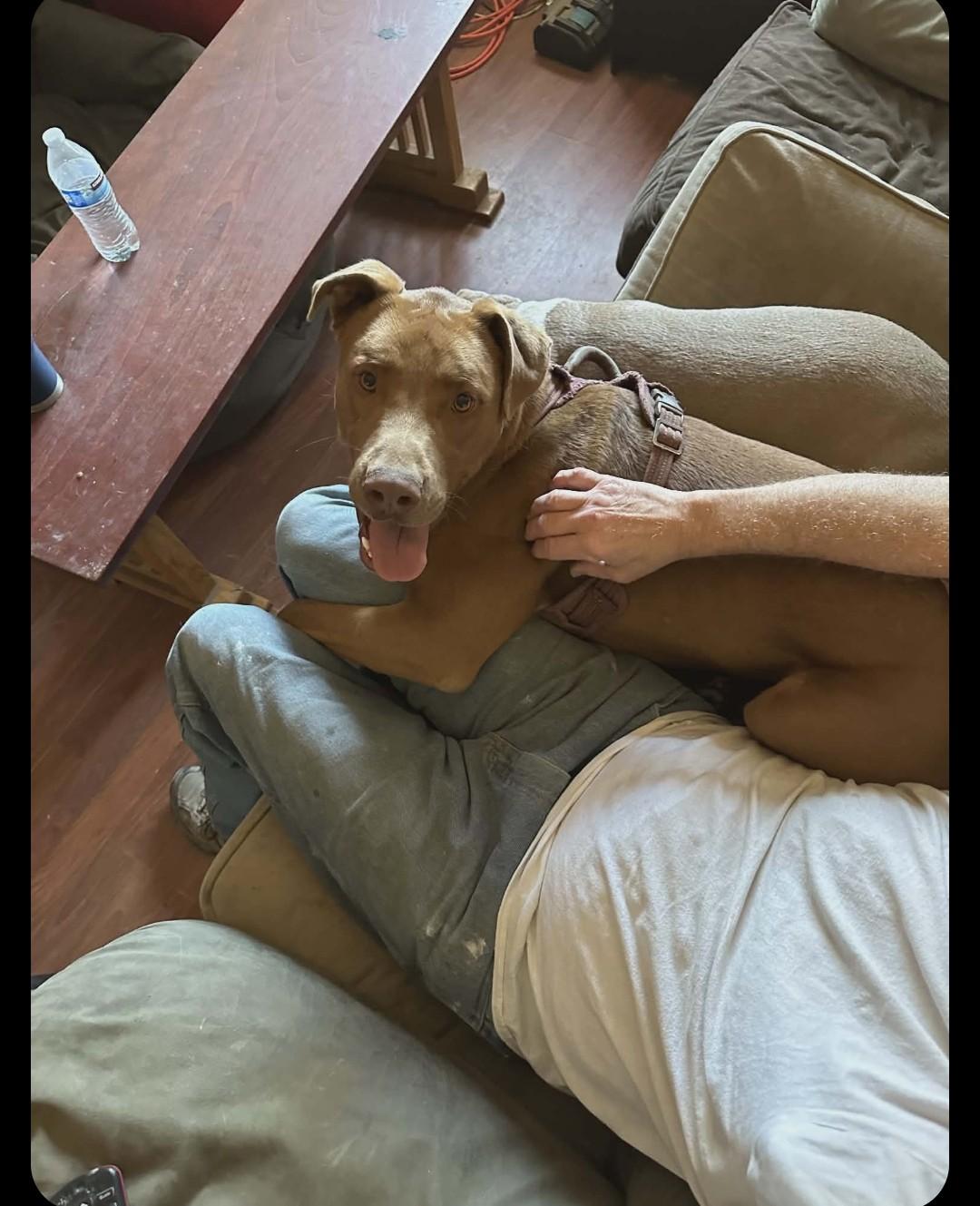 Jack, ADOPTABLE, Adult Male Labrador Retriever & Pit Bull Terrier.