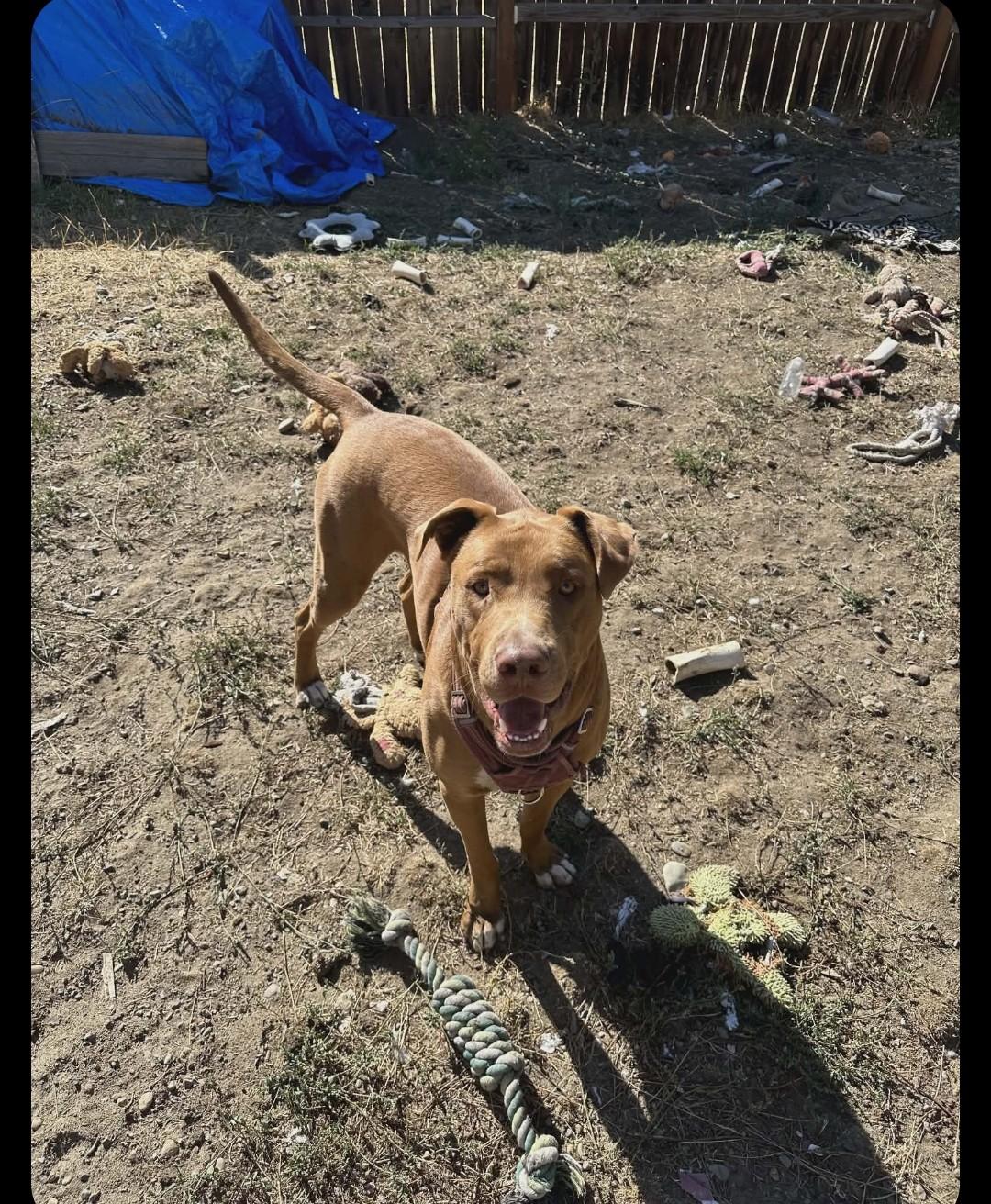 Enlarge Jack, a ADOPTABLE mixed breed in Roslyn, WA image 2/4