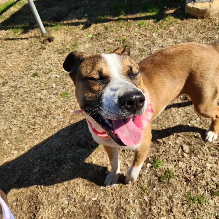 Churro, Adoptable, Adult Male Pit Bull Terrier.