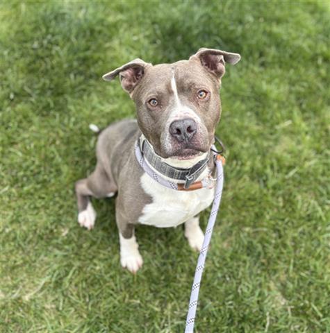 LITTLE MAN, Adoptable, Young Male Pit Bull Terrier.