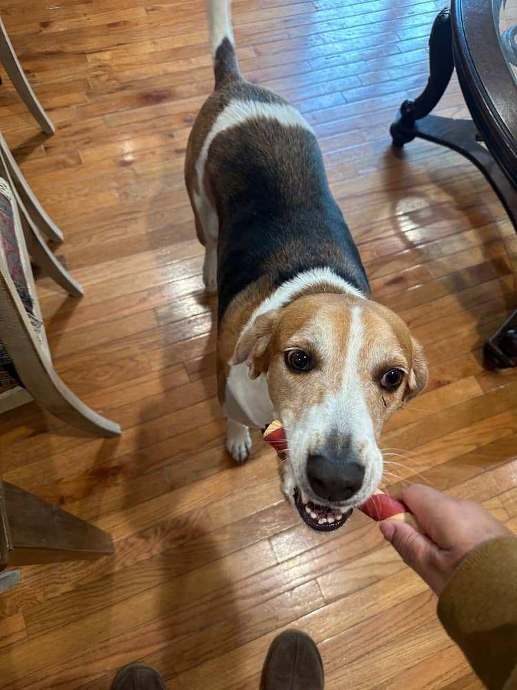 Enlarge Rufus, a Adoptable Hound in Falls Church, VA image 3/5