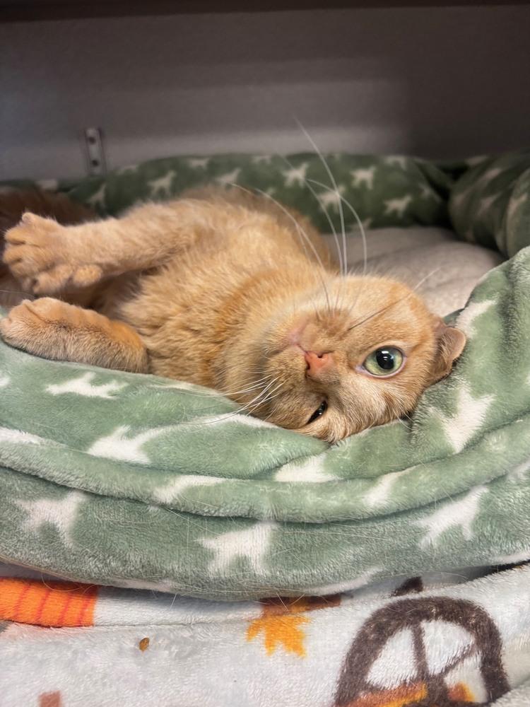 Mim, Adoptable, Adult Female Domestic Short Hair.