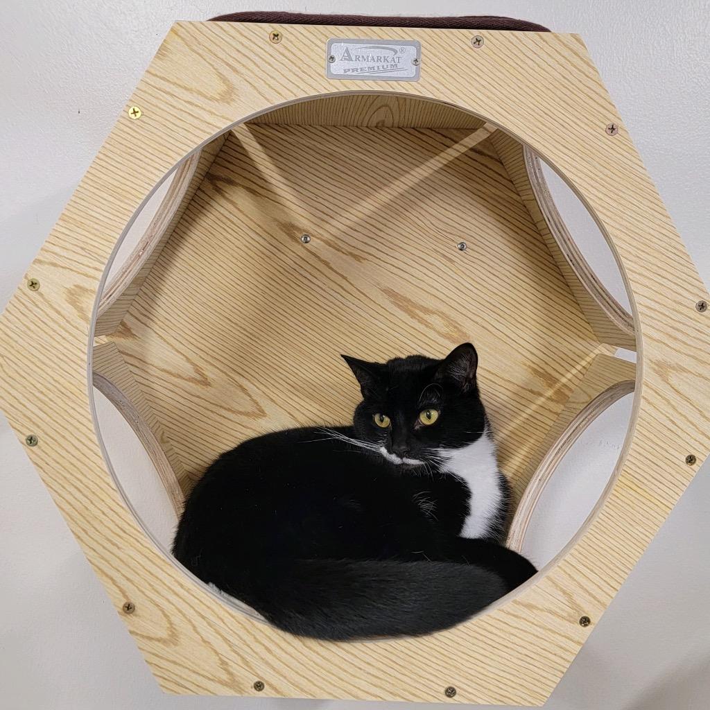 Maverick, Adoptable, Adult Male Domestic Short Hair.