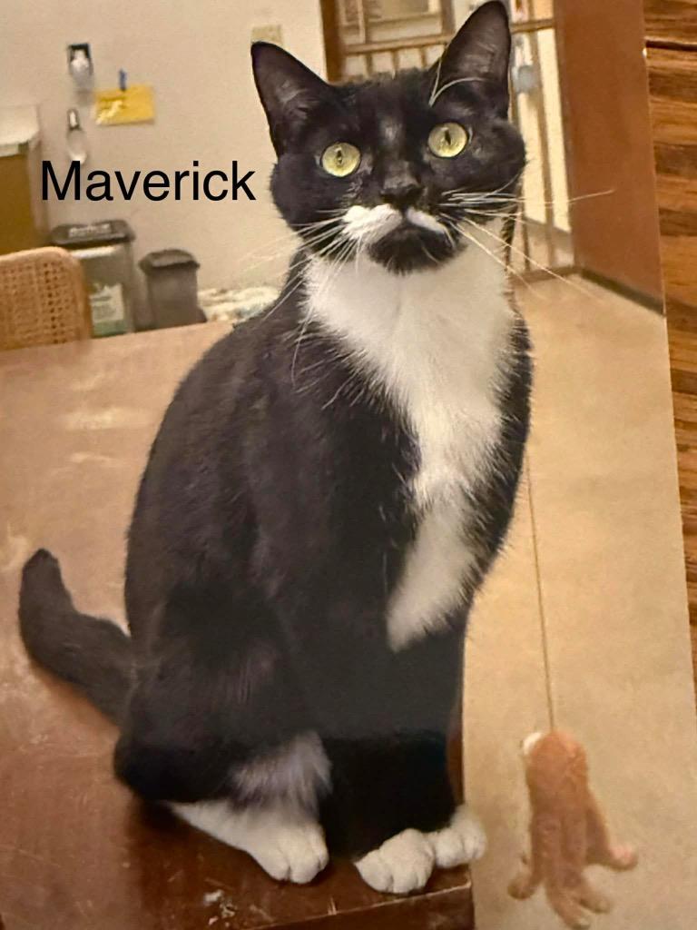 Enlarge Maverick, a Adoptable mixed breed in Plattsburgh, NY image 1/1