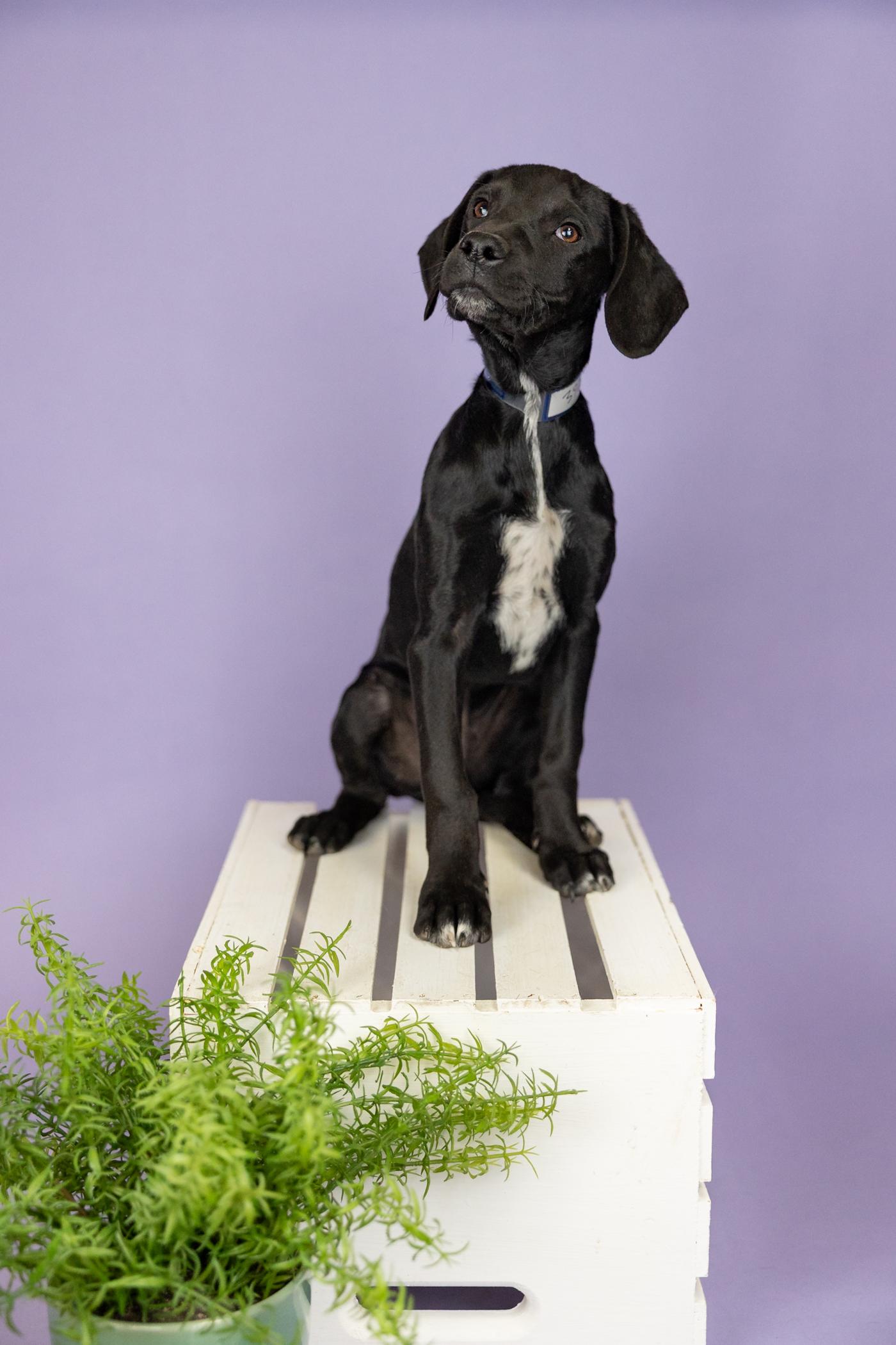 396-26, ADOPTABLE, Young Male Hound.