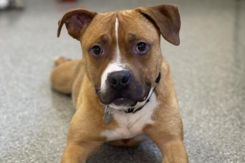 Enlarge Isaiah, a Adoptable mixed breed in Chicago, IL image 1/6