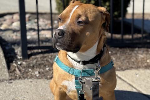 Enlarge Isaiah, a Adoptable mixed breed in Chicago, IL image 2/6