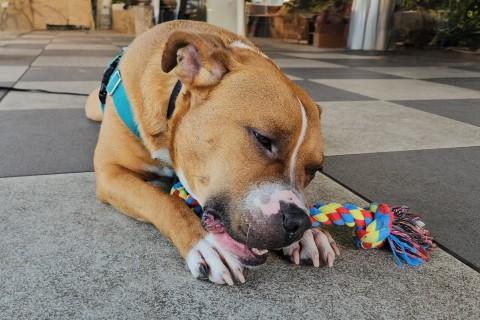 Enlarge Isaiah, a Adoptable mixed breed in Chicago, IL image 3/6