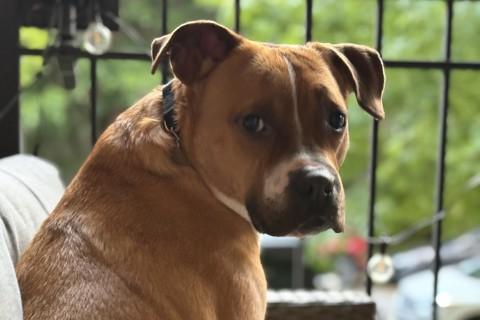 Enlarge Isaiah, a Adoptable mixed breed in Chicago, IL image 4/6