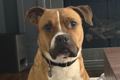 Enlarge Isaiah, a Adoptable mixed breed in Chicago, IL image 6/6