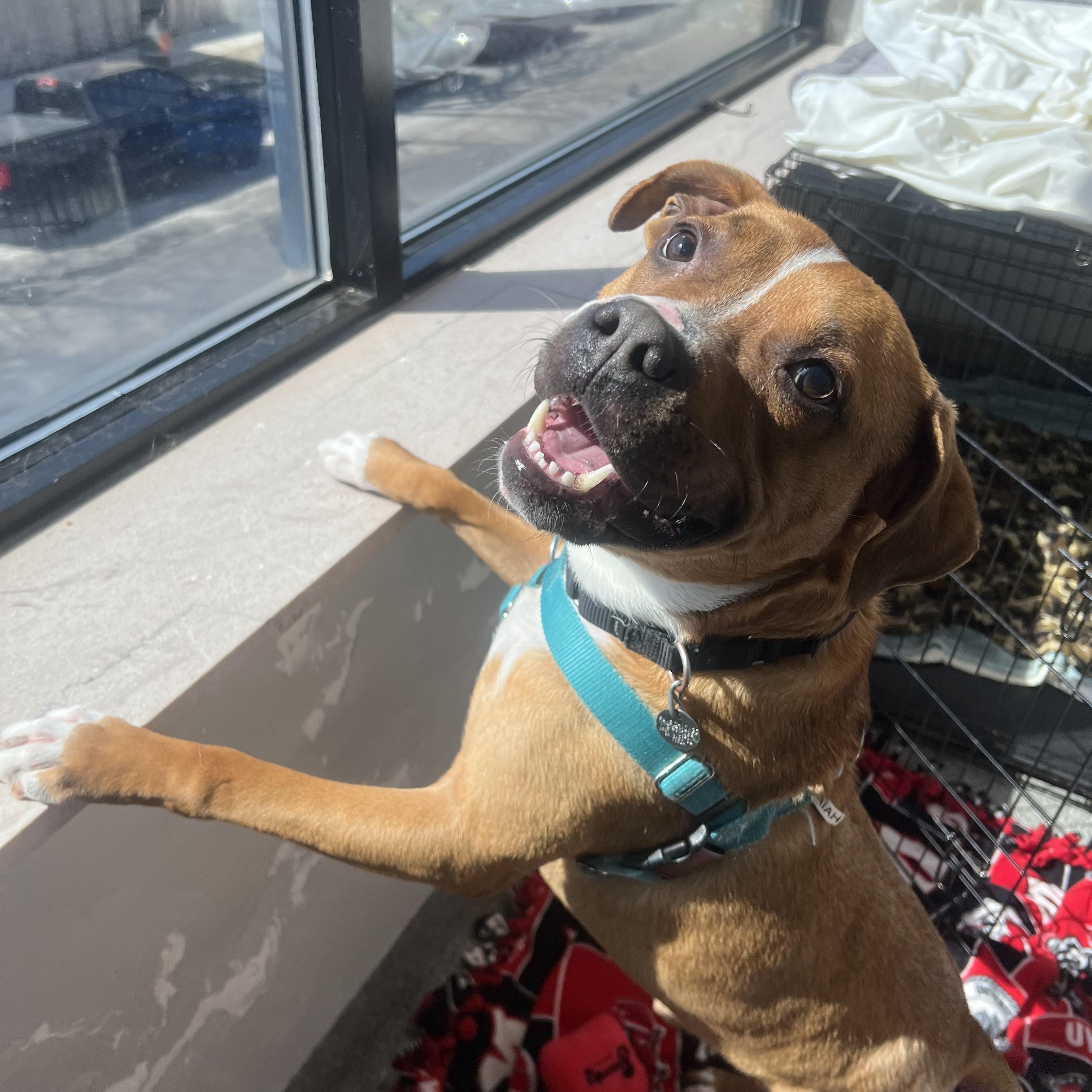 Isaiah, Adoptable, Adult Male Mixed Breed.