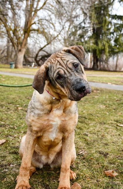 Sweetheart, Adoptable, Adult Female Shar-Pei & Mastiff.