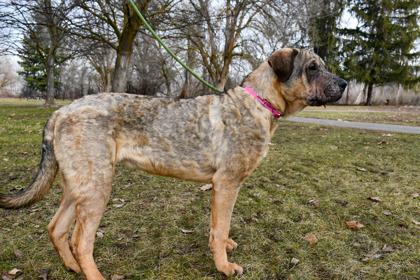 Sweetheart, a Adoptable mixed breed in Yakima, WA image 2/3