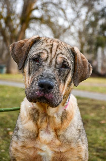 Sweetheart, a Adoptable mixed breed in Yakima, WA image 3/3