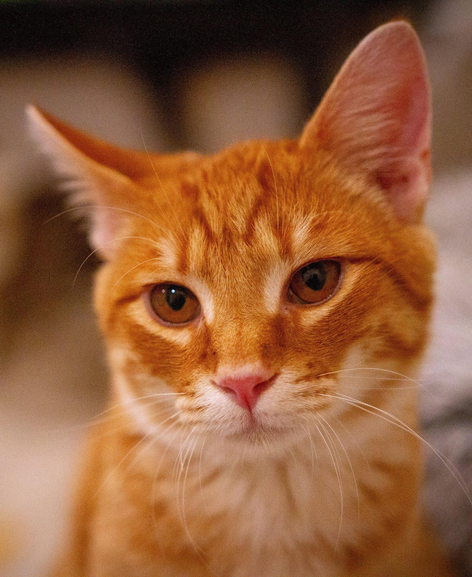 Bert, Adoptable, Young Male Domestic Short Hair.