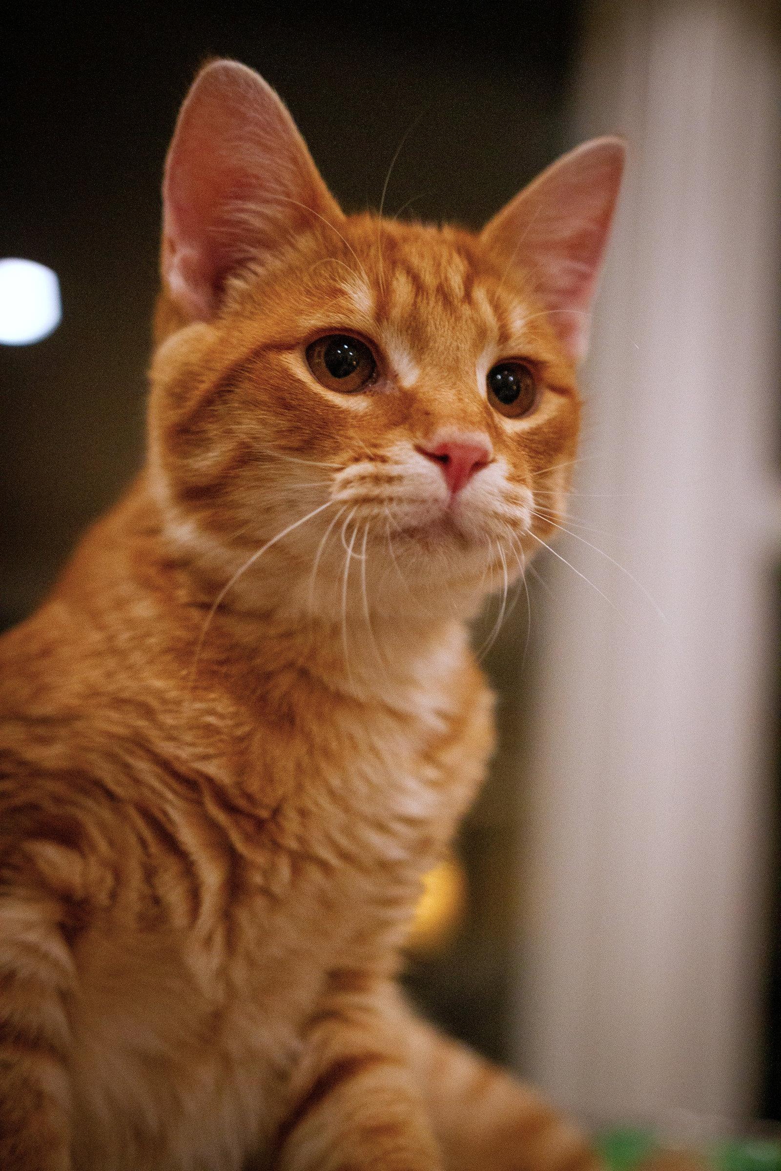 Enlarge Bert, a Adoptable Domestic Short Hair in Reston, VA image 2/3
