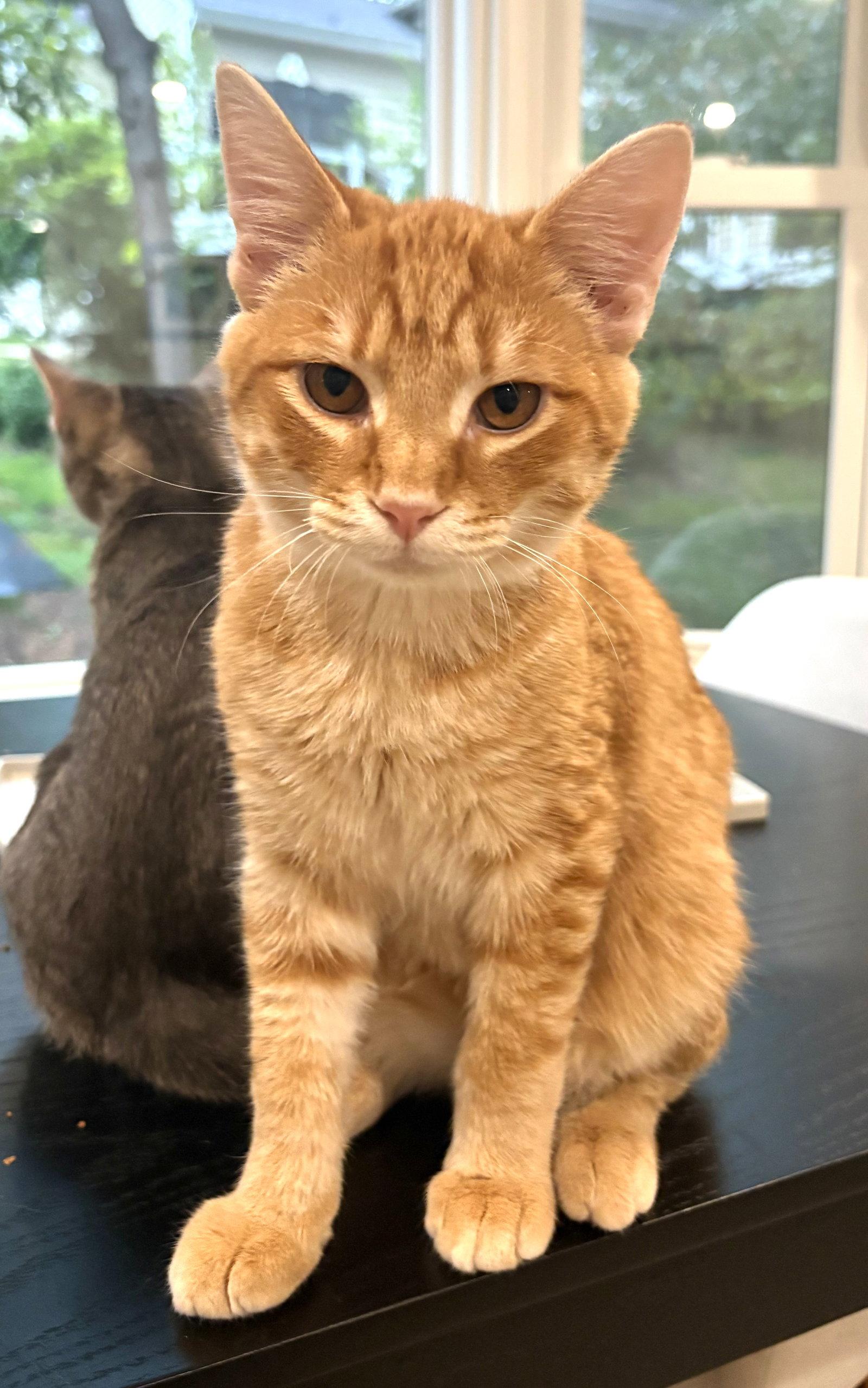 Enlarge Bert, a Adoptable Domestic Short Hair in Reston, VA image 3/3
