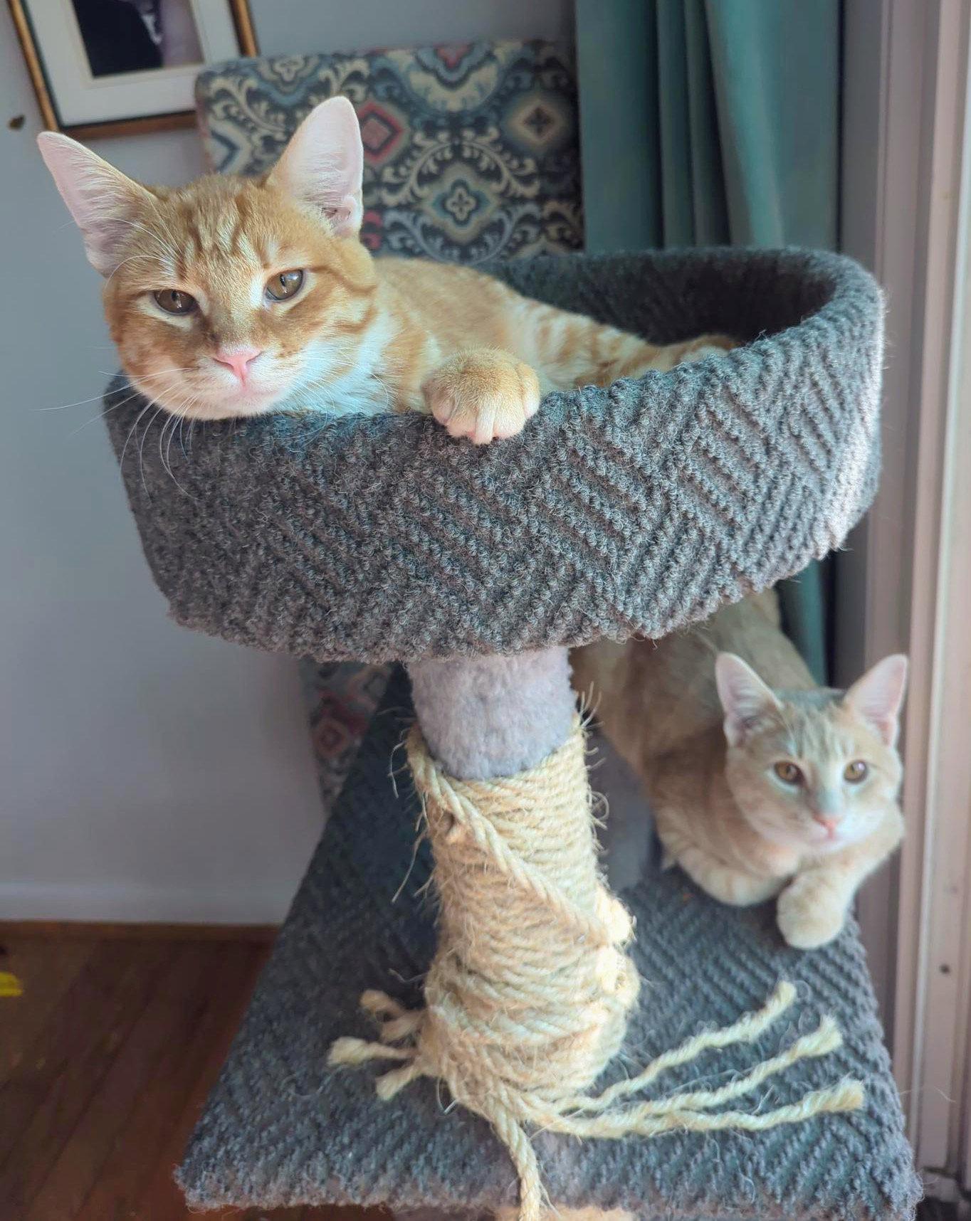 Enlarge Bert, a Adopted Domestic Short Hair in Leesburg, VA image 3/3
