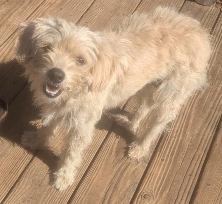 Enlarge A'ja Wilson, a ADOPTABLE mixed breed in Oakland, CA image 3/6