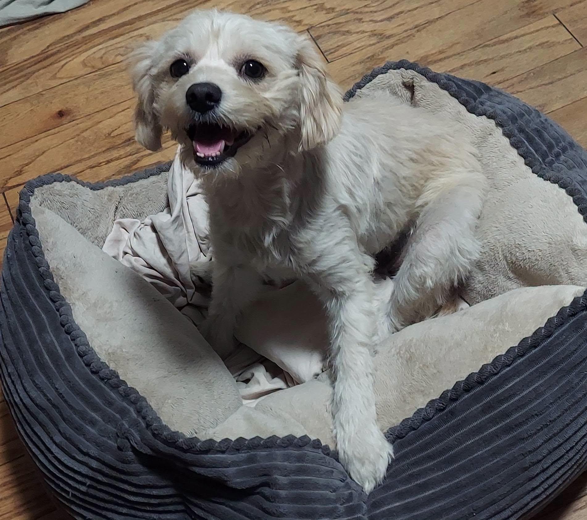 Enlarge A'ja Wilson, a ADOPTABLE mixed breed in Oakland, CA image 6/6