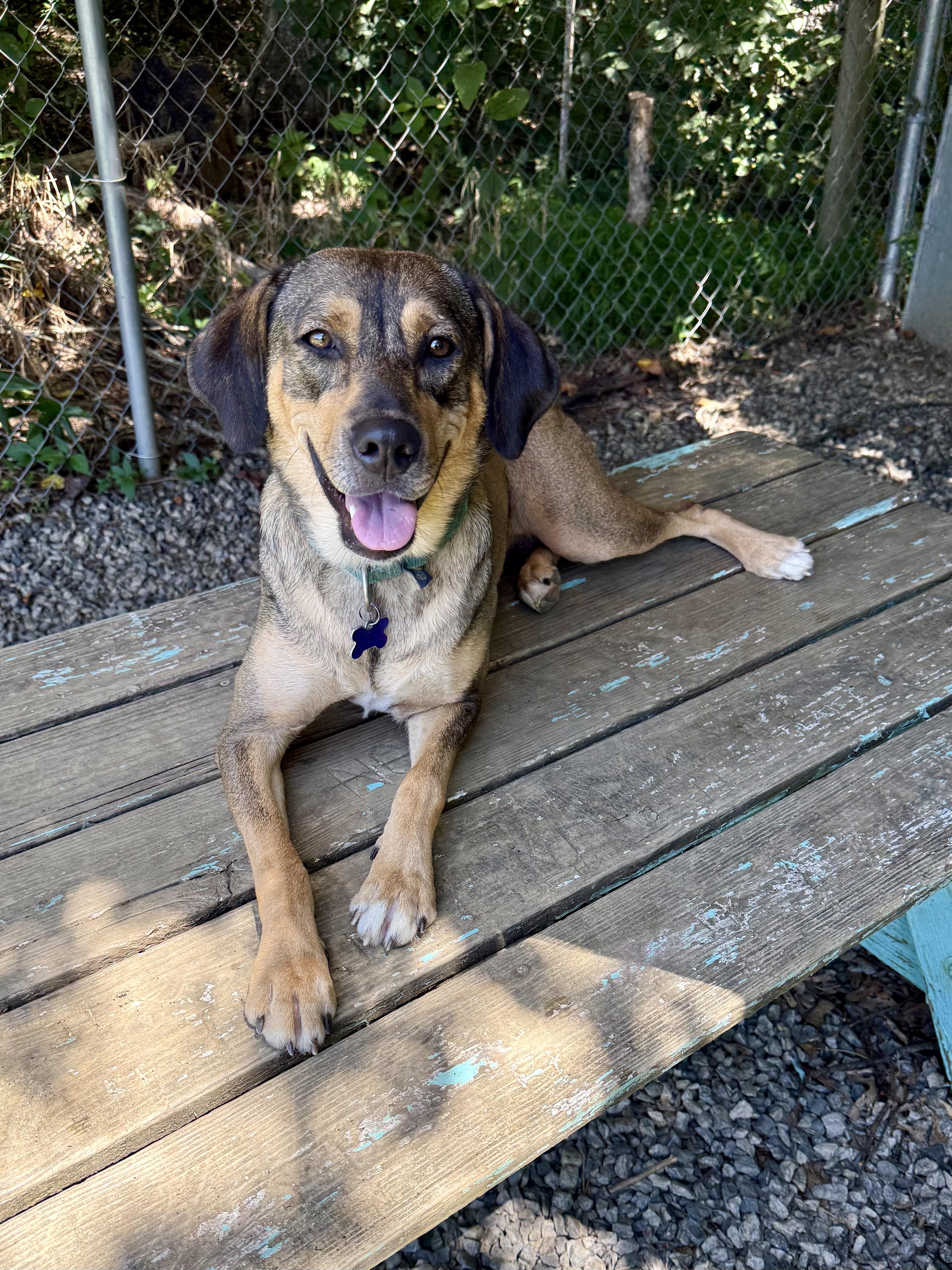 Brandie, a ADOPTABLE mixed breed in Marshall, NC image 4/6