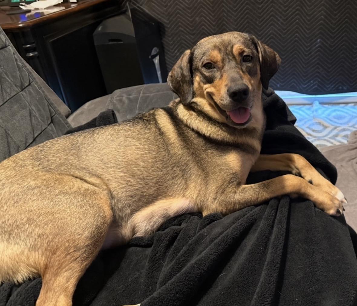 Brandie, ADOPTABLE, Young Female Black Mouth Cur.