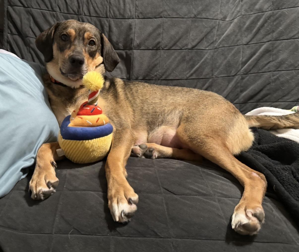 Brandie, a ADOPTABLE mixed breed in Marshall, NC image 2/6